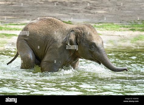 Litte Baby Elephant Playing In Water In Its Habitat Stock Photo Alamy