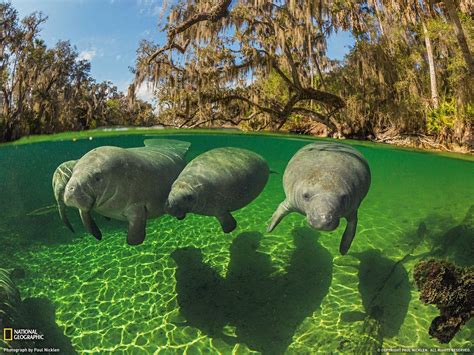 free download manatee wallpapers [1600x1200] for your desktop mobile and tablet explore 76