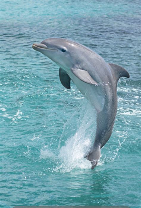 Beauty In The Wild Dolphins Pinterest Animal Ocean