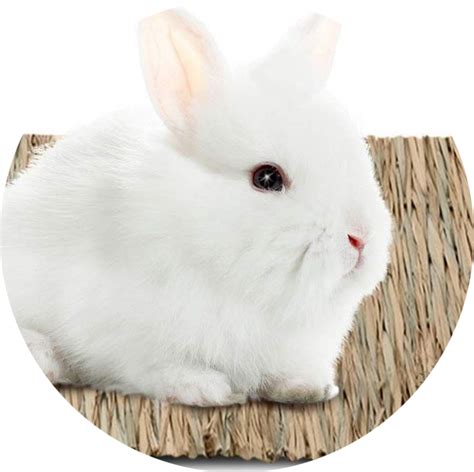 Rabbit Care | Rabbit Behavior | Rabbit Foods | Rabbit Health | Rabbit ...