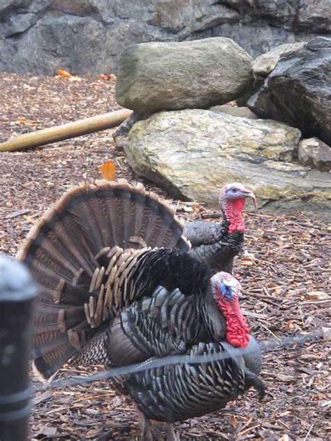 It's a myth that the amino. Foodtrainers: Thanksgiving: food coma avoidable