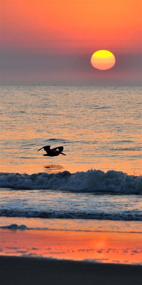 A Wonderful Sunset 🌇 On The Beach 🌊 With Flying Bird 🐦 👌 ☺ 💖 Sunset Beach Landscape Sunset Love
