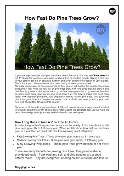 Ppt How Fast Do Pine Trees Grow Powerpoint Presentation Free