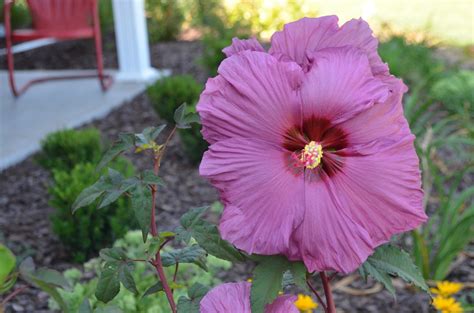 Summer Spice Hardy Hibiscus featured in Michigan Gardener Magazine
