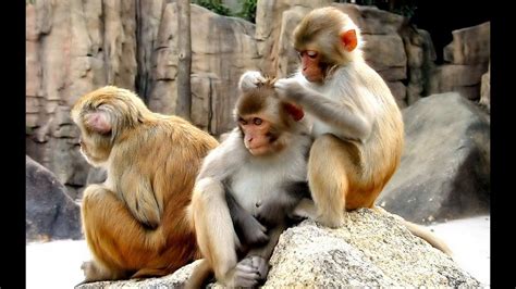 Zoo Animals in India HD - YouTube