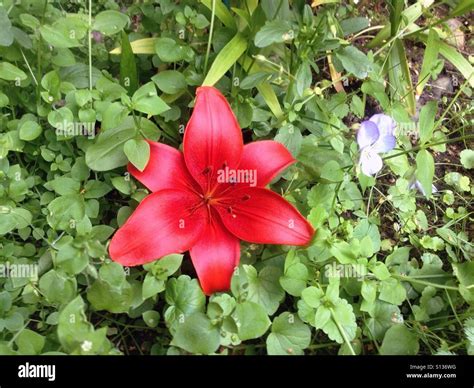 Red Lily Flower Stock Photo Alamy