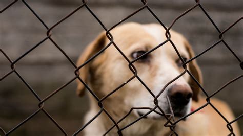 Government Draft Tougher Animal Cruelty Laws After Sentience Row