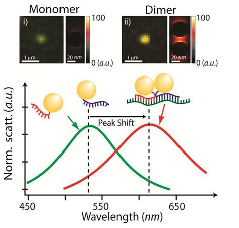 Gold nanoparticles help target, quantify breast cancer gene segments in