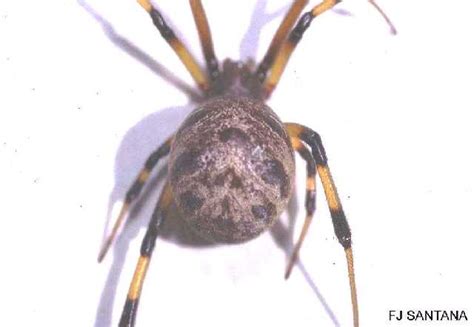 Brown Widow Spider Ufifas Extension