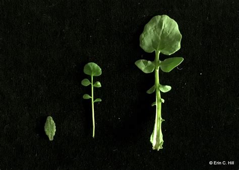 Bearing a color that has long been a symbol of royalty, purple flowers also suggest richness and elegance. Spring blooming lawn and garden weeds: A focus on winter ...