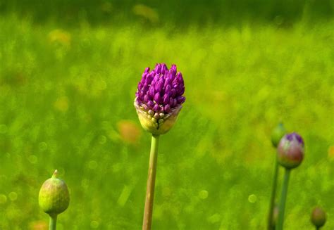 Free Images Nature Grass Blossom Field Meadow Prairie Purple