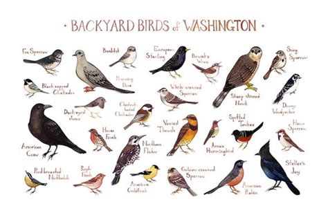 From there you can whittle. Washington Backyard Birds Field Guide Art Print / Watercolor