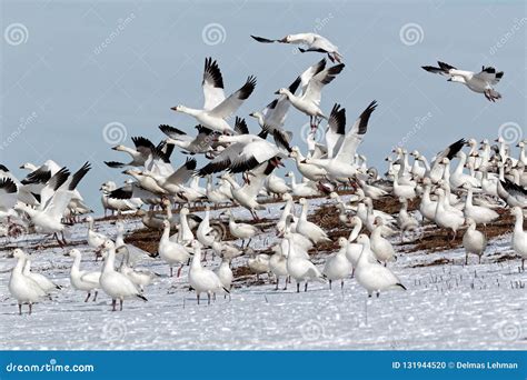 Snow Geese Flying From Snowy Hillside Stock Photo Image Of Wildlife