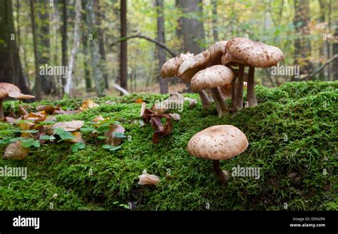 Honey Fungus Tree High Resolution Stock Photography And Images Alamy