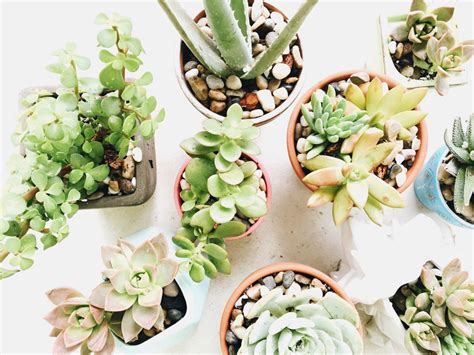 Tips For Growing Succulents Indoors Succulents Growing Succulents Healthy