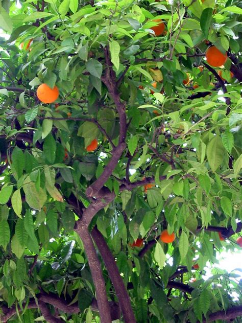 As the tree reaches bearing age you can skip dormant season fertilizing and increase the amount of time between active growth. How to fertilize a citrus tree | | tucson.com