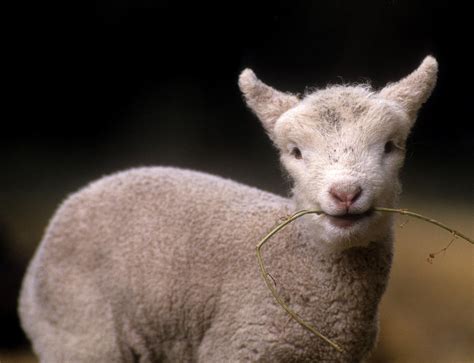 Lamb With Straw In Mouth Photograph By Jerry Shulman