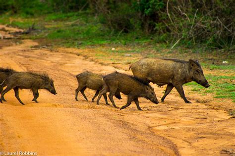 Colombo is the largest financial hub in modern sri lanka, as well as a beautiful city in which old historic architecture and modern buildings live side by side. The Most Captiviating Wildlife Adventures in Yala, Sri Lanka