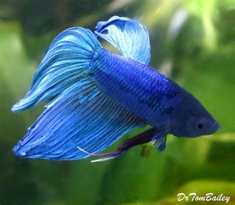 Premium Male Blue Betta Fish 2 5 3 Long Fish Betta Fish Fish Pet