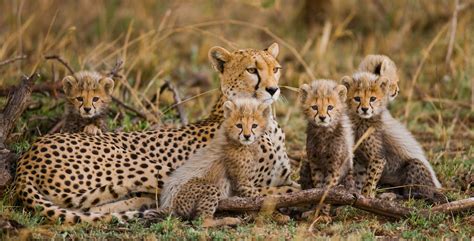 Female Cheetah With Babies A Mother Cheetah Usually Has Between 2 To