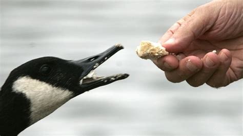 4 Reasons Why Feeding Bread To Ducks Is Stupid Cbc News