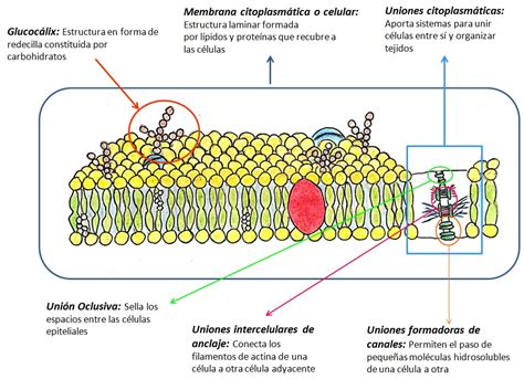 Citoesqueleto Membrana Celular Membrana Plasmatica Celula Eucariotica