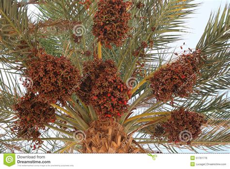 Catclaw, wright acacia greggii var. Dattelpalme Voll Von Früchten Stockfoto - Bild von ...