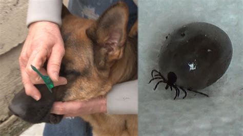 Tomato juice is a home remedy favorite and the most common defense for a skunked dog. How To Remove A Tick -Removing a Tick Without Pain or ...