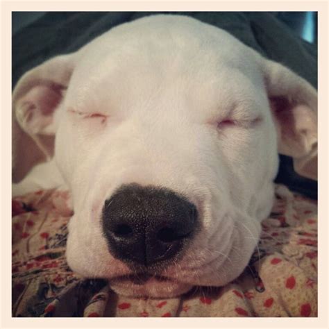 Search for a puppy or dog. 47 best Standard (Scott) American Bulldog images on ...