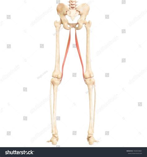 Human Muscular System Leg Muscles Gracilis 스톡 일러스트 1969033861