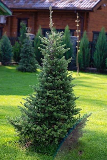Premium Photo Beautiful Young Evergreen Spruce Christmas Tree In The