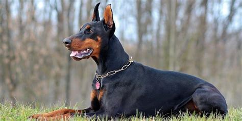 Most Aggressive Dog Breeds To Keep An Eye On Petsguided
