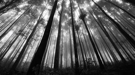 Black And White Pictures Anime Forest 10 Desktop