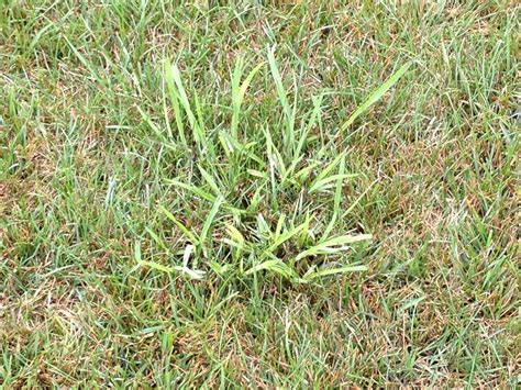 How To Get Rid Of Dallisgrass