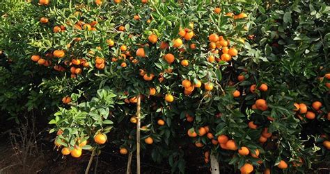 Citrus Propagation Firstfruits