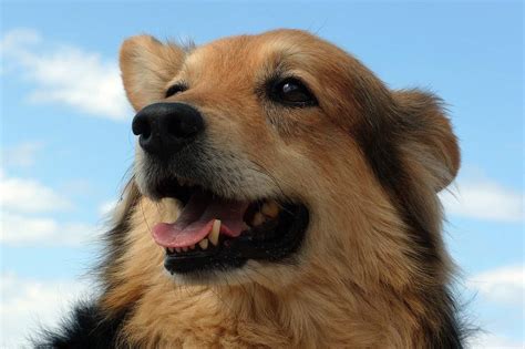 8 Best Mixed Breed Dogs For Lovers Of Big Canines