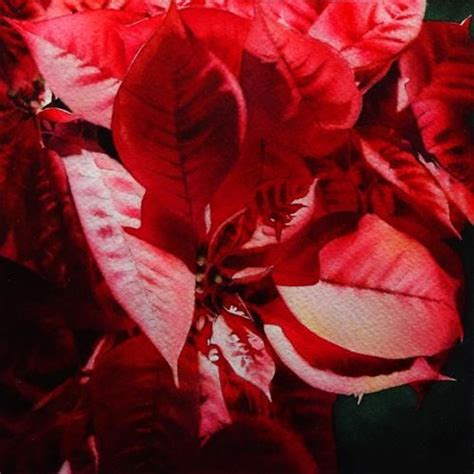 Crimsonscape Red Poinsettia Original Fine Art For Sale © Arena