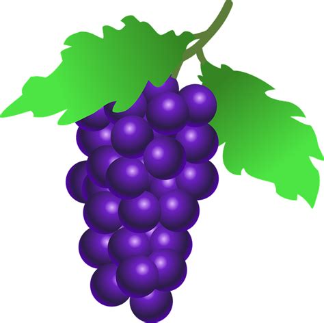 Download Grapes Fruit Food Royalty Free Vector Graphic Pixabay