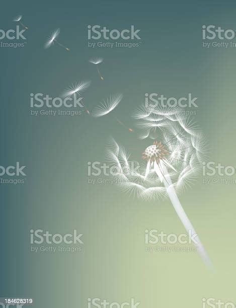 Dandelion Stock Illustration Download Image Now Dandelion Abstract