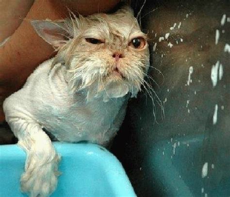 Funny Wet Cats Gallery Ebaums World