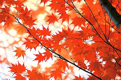 Red Maple Leaves On Tree Branches Background Autumn Season Tree