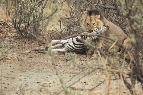 Lion Hunts Zebra By Stocksy Contributor Urs Siedentop And Co Stocksy