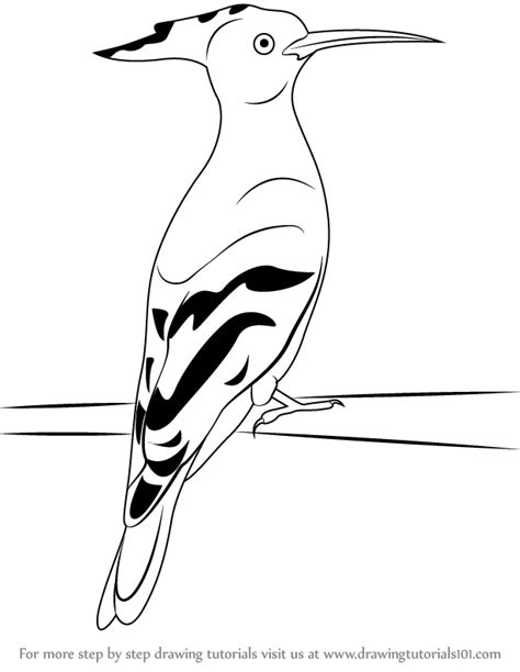 How To Draw A Hoopoe Birds Step By Step