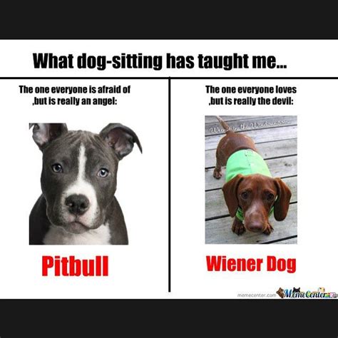 Funny Dog Memes Funny Dogs Cute Dogs Funny Animals Funny Puppies