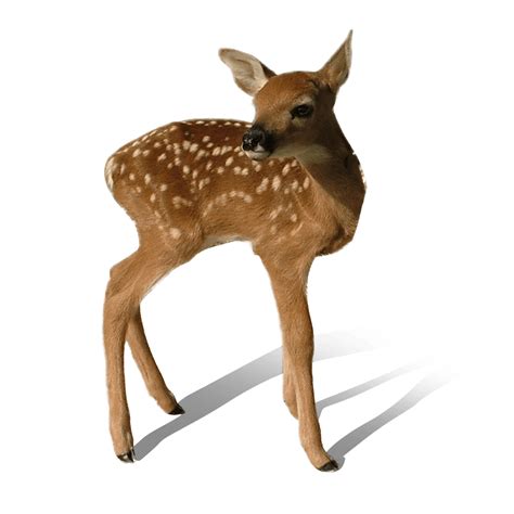 Transparent Background Deer Png Clip Art Library