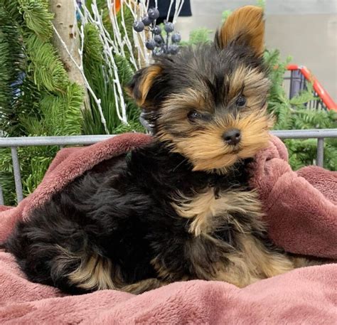 Derine Teacup Yorkie Breeders Teacup Yorkie Puppies For Sale