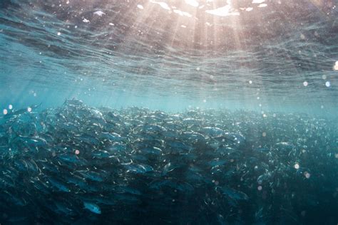 Chemical Waste In The Ocean
