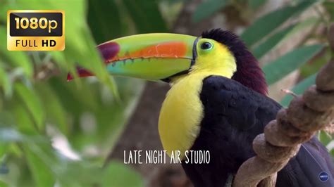 Jungle Sounds Exotic Birds Singing Tropical Forest Relaxing