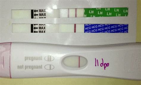 Will An Ovulation Test Be Positive If Your Pregnant Pregnantsh