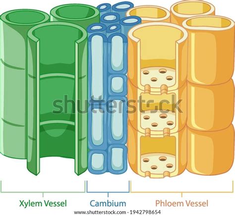 Diagram Showing Vascular Tissue System Plants Stock Vector Royalty